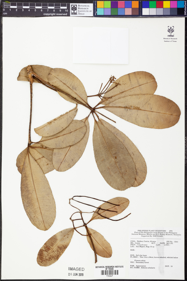 Alstonia scholaris image