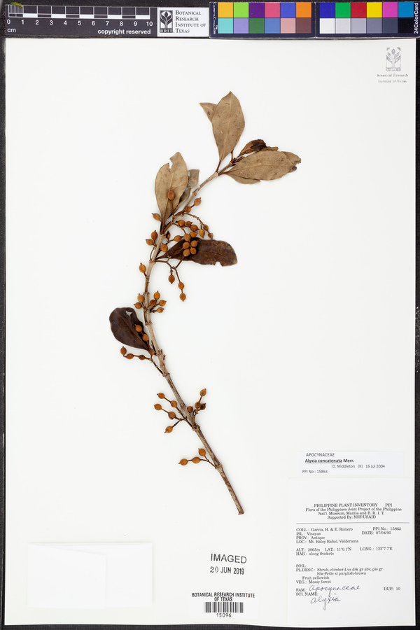 Alyxia concatenata image