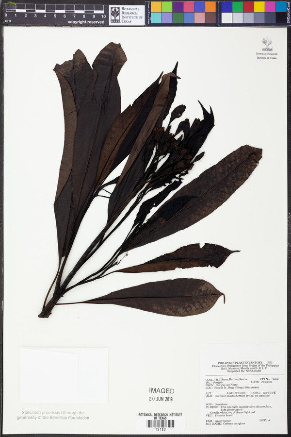 Cerbera manghas image