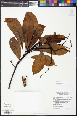 Ochrosia glomerata image