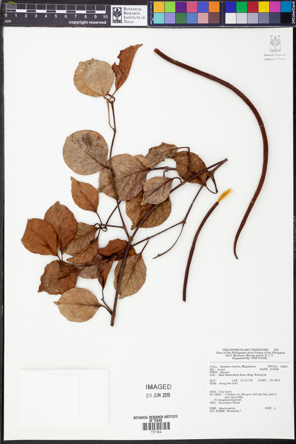 Kibatalia image