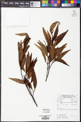 Ochrosia glomerata image