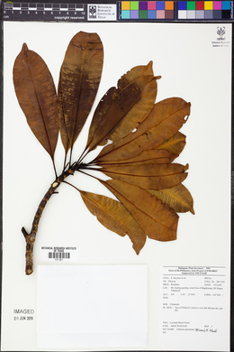 Ochrosia glomerata image