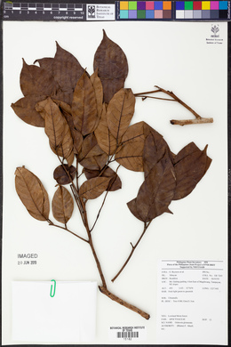 Ochrosia glomerata image