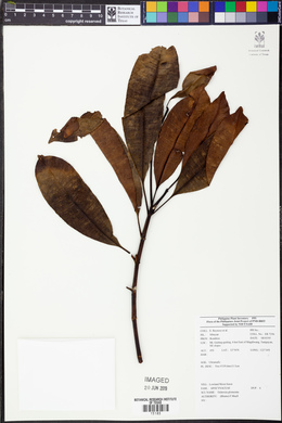 Ochrosia glomerata image