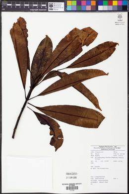Ochrosia glomerata image