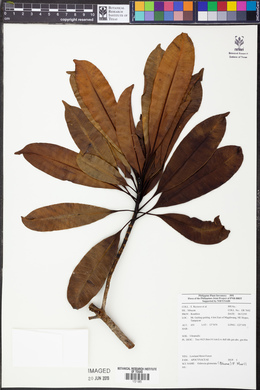 Ochrosia glomerata image