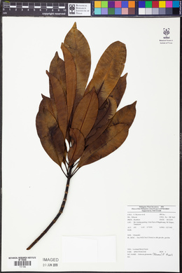 Ochrosia glomerata image