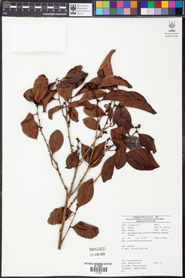 Ochrosia glomerata image