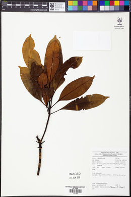 Ochrosia glomerata image