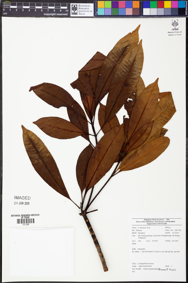 Ochrosia glomerata image
