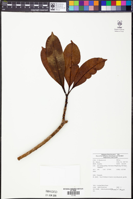 Ochrosia glomerata image