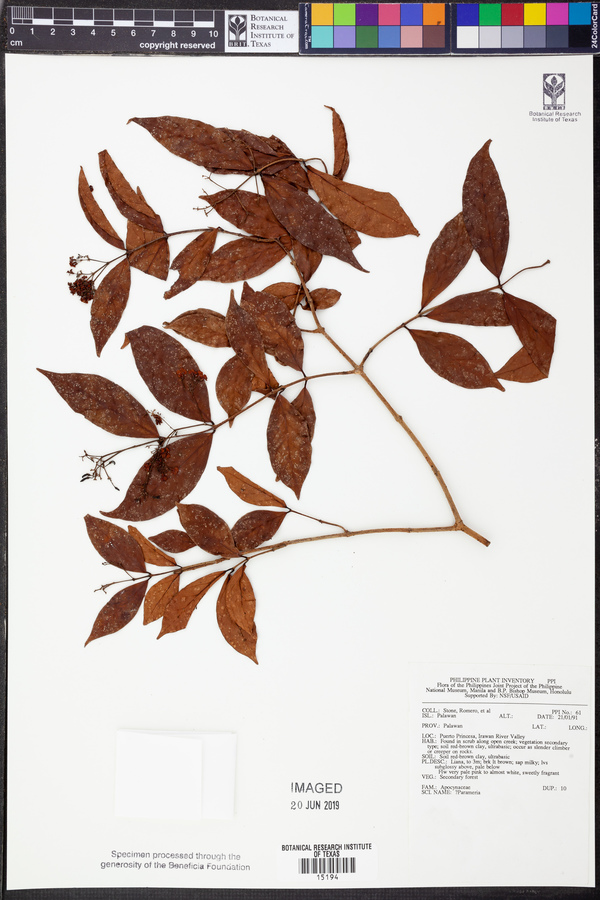 Parameria image