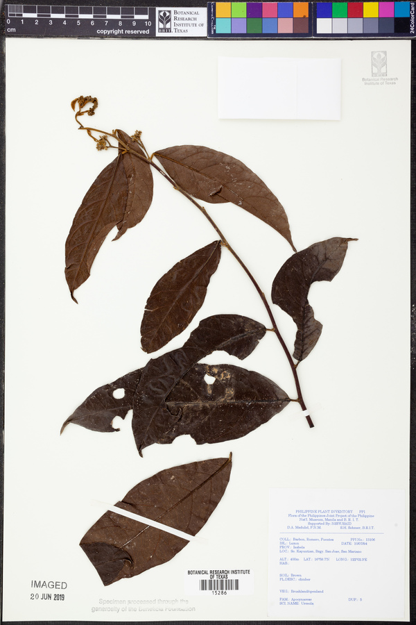 Urceola image