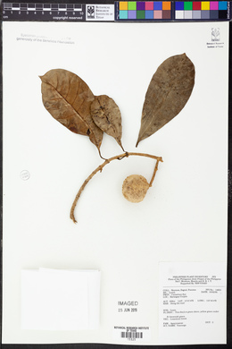 Image Associated With the Occurence