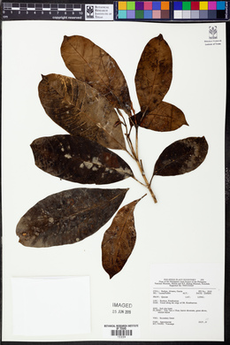Image Associated With the Occurence