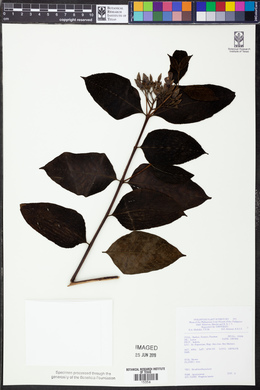 Wrightia pubescens image