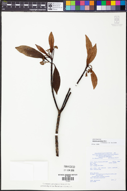 Alstonia parvifolia image