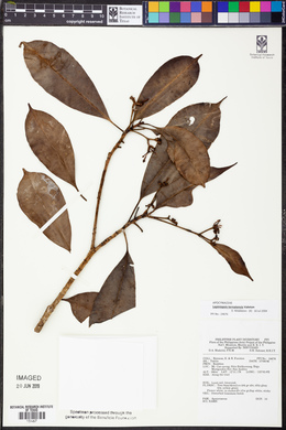 Lepiniopsis ternatensis image