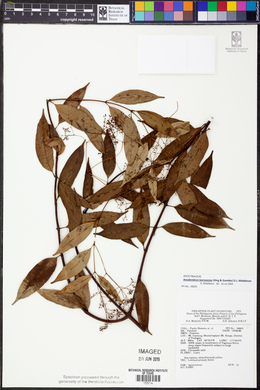 Image of Anodendron borneense
