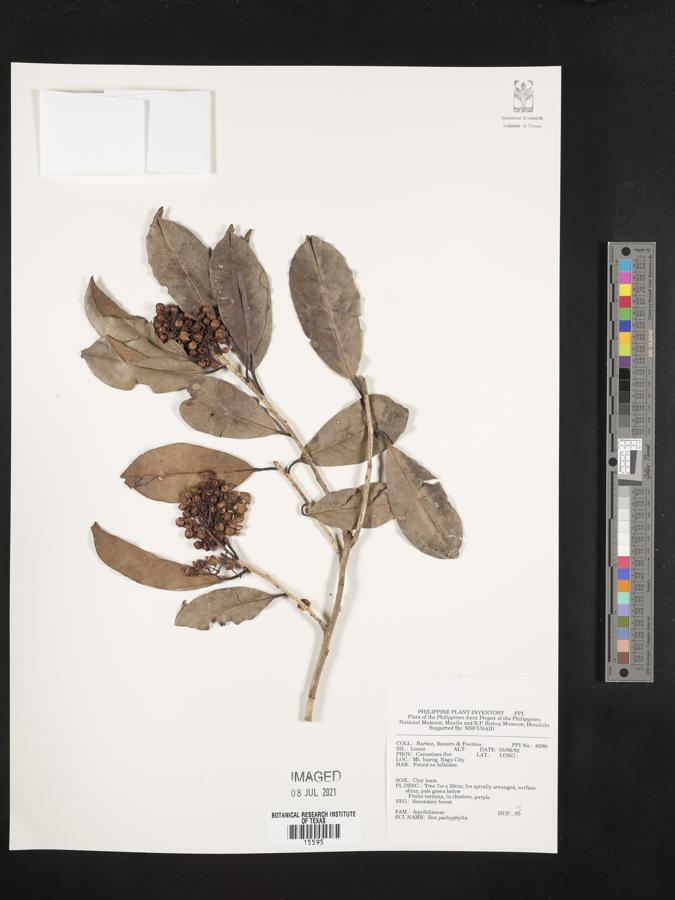 Ilex pachyphylla image