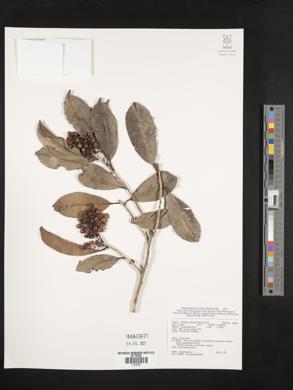 Image Associated With the Occurence