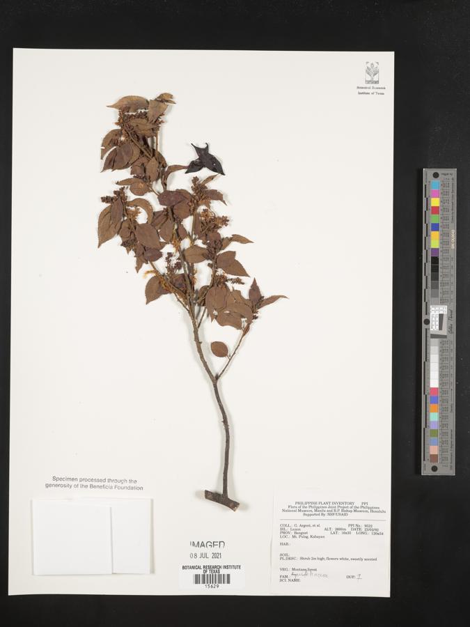 Symplocos lancifolia image