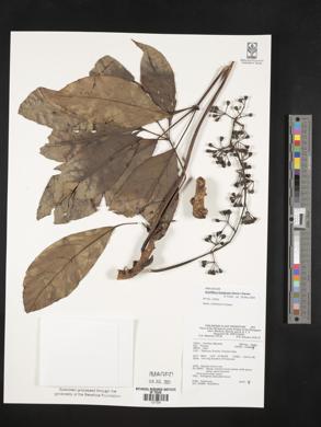 Schefflera insularum image