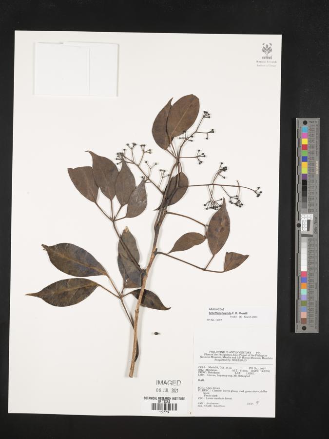 Schefflera foetida image