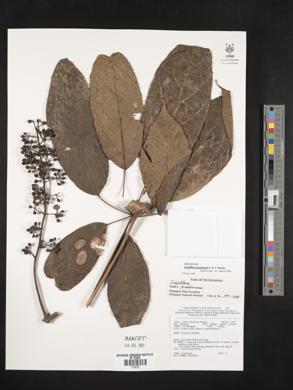 Schefflera insularum image