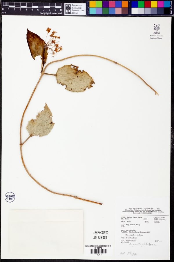 Hoya pentaphlebia image