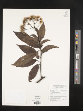 Vernonia arborea image