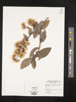 Vernonia arborea image