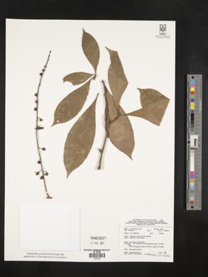 Barringtonia acutangula image