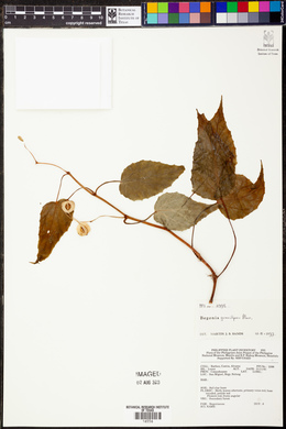 Begonia gracilipes image