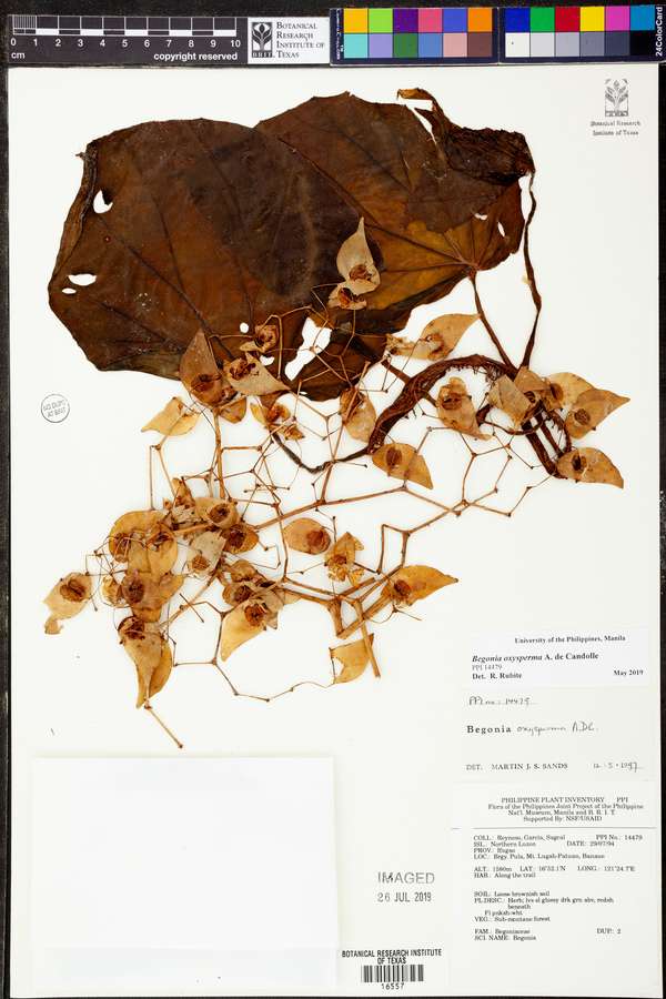 Begonia oxysperma image