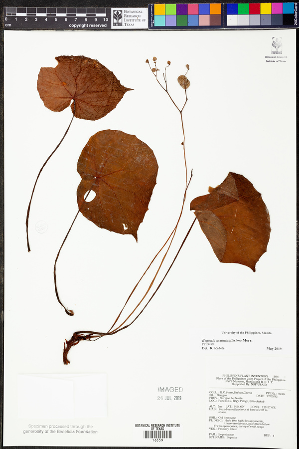 Begonia acuminatissima image