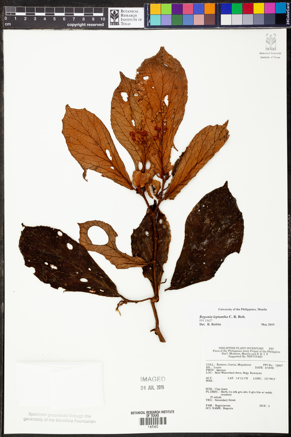 Begonia leptantha image