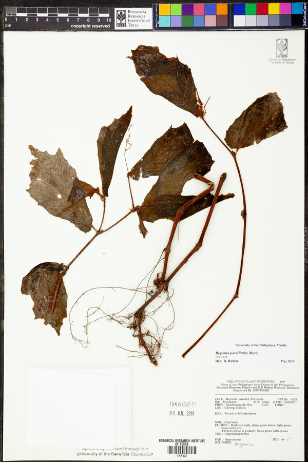 Begonia parvilimba image