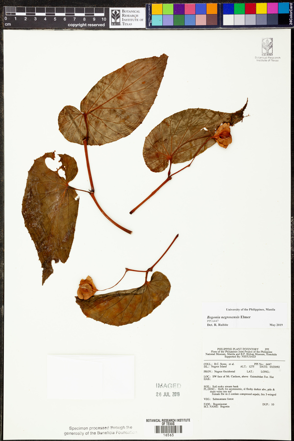 Begonia negrosensis image