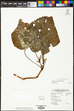 Begonia pseudolateralis image