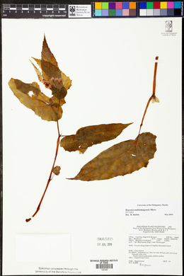 Image of Begonia malindangensis