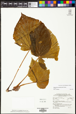 Begonia pseudolateralis image