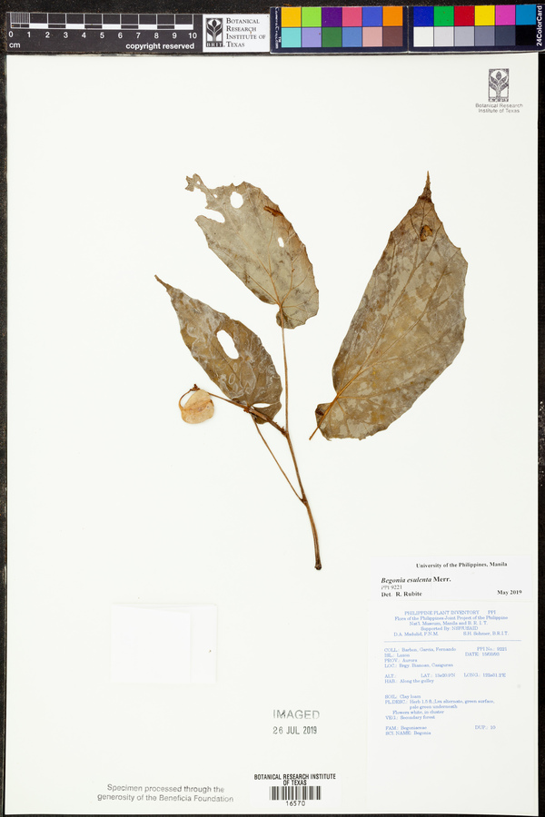 Begonia esculenta image