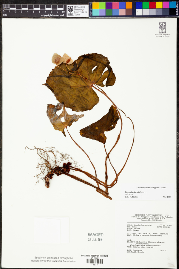 Begonia fenicis image