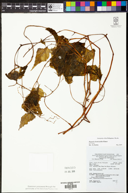 Begonia hemicardia image