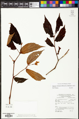 Image of Begonia cumingiana