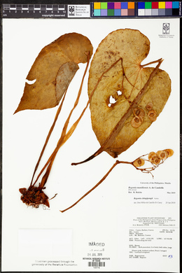 Begonia chingipengii image