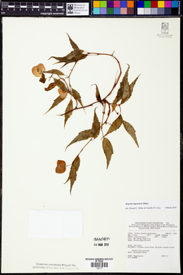 Begonia lagunensis image