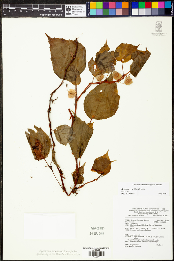 Begonia gracilipes image